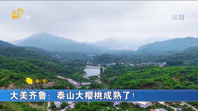 大美齐鲁：泰山大樱桃成熟了！