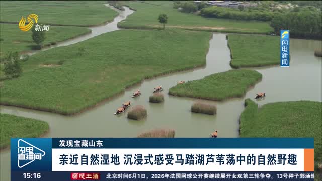 【发现宝藏山东】亲近自然湿地 沉浸式感受马踏湖芦苇荡中的自然野趣
