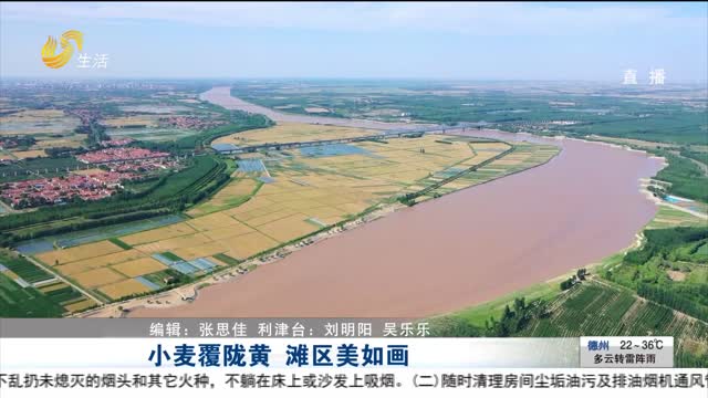 小麦覆陇黄 滩区美如画