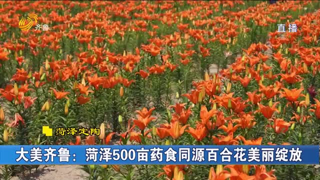 大美齐鲁：菏泽500亩药食同源百合花美丽绽放