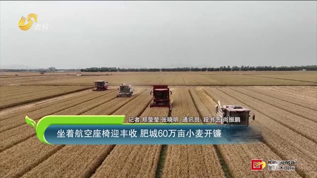 坐着航空座椅迎丰收 肥城60万亩小麦开镰