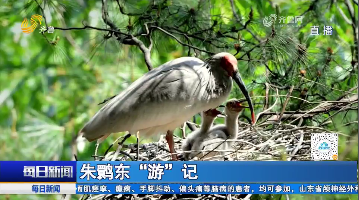 朱鹮东“游”记