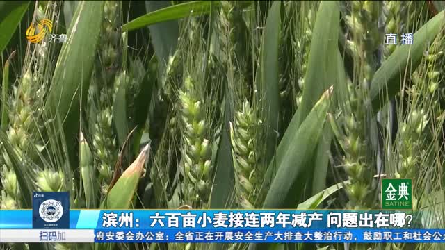 滨州：六百亩小麦接连两年减产 问题出在哪？