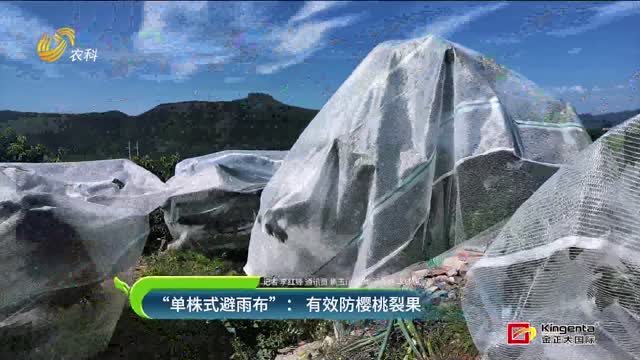 “单株式避雨布”：有效防樱桃裂果