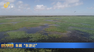 朱鹮“东游记”
