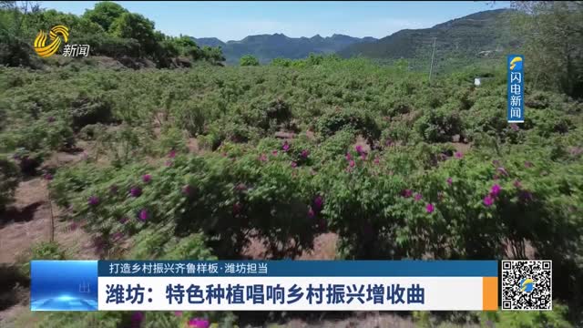 【打造乡村振兴齐鲁样板·潍坊担当】潍坊：特色种植唱响乡村振兴增收曲