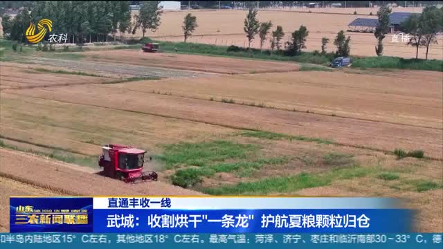 【直通丰收一线】武城：收割烘干“一条龙” 护航夏粮颗粒归仓