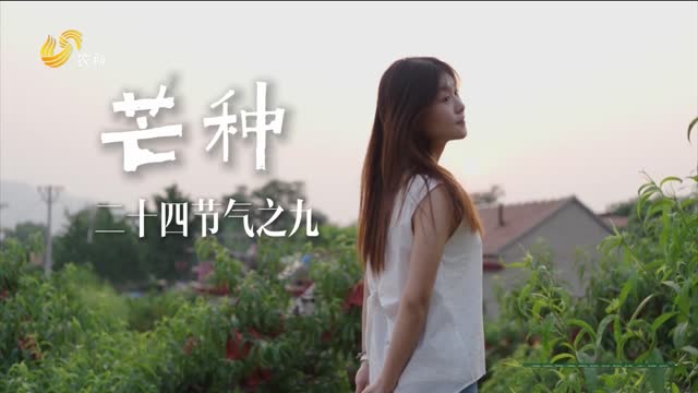 芒种 蒙阴蜜桃正香甜