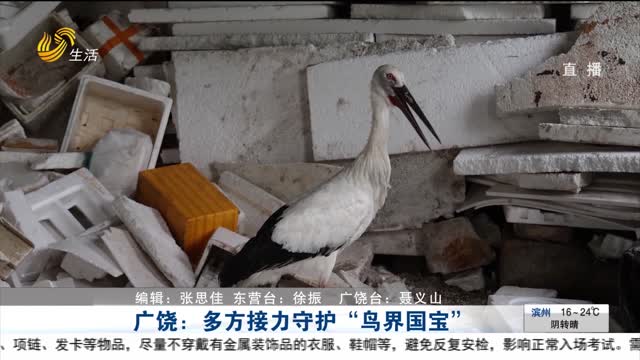 广饶：多方接力守护“鸟界国宝”