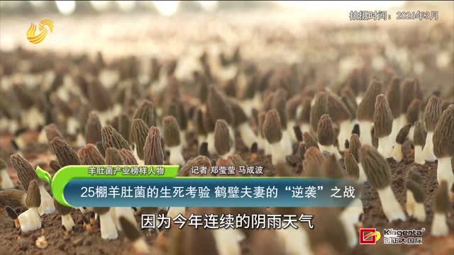 【羊肚菌产业榜样人物】25棚羊肚菌的生死考验 鹤壁夫妻的“逆袭”之战