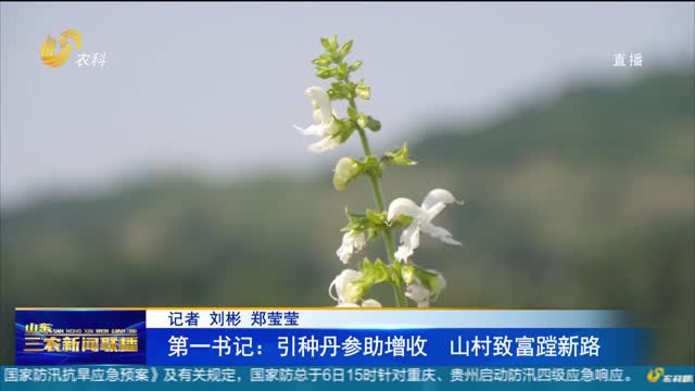 【助力农民增收】第一书记：引种丹参助增收 山村致富蹚新路