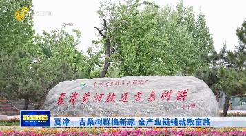 夏津：古桑树群换新颜 全产业链铺就致富路