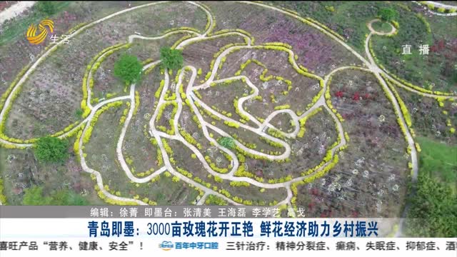 青岛即墨：3000亩玫瑰花开正艳 鲜花经济助力乡村振兴