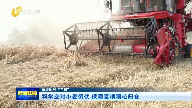 科学应对小麦倒伏 保障夏粮颗粒归仓【抢农时战“三夏”】