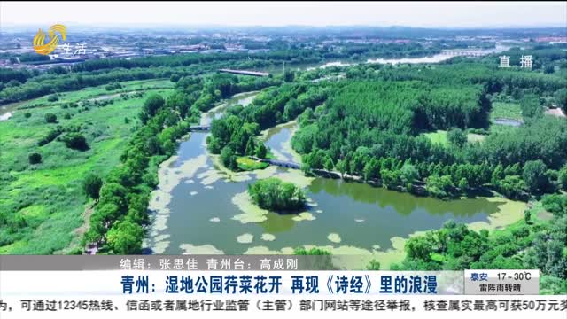 青州：湿地公园荇菜花开 再现《诗经》里的浪漫