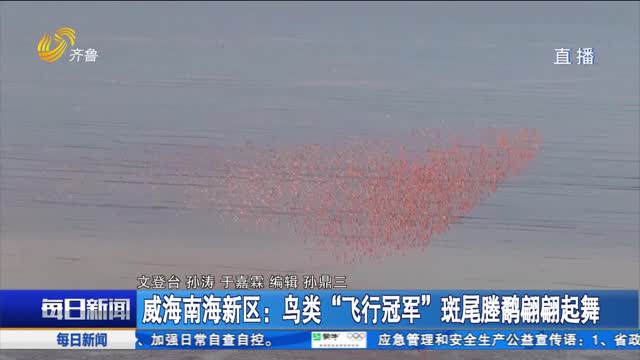 威海南海新区：鸟类“飞行冠军”斑尾塍鹬翩翩起舞