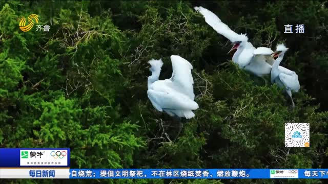 东明：萌鹭练翼逐清风 雏鸟学飞正当时