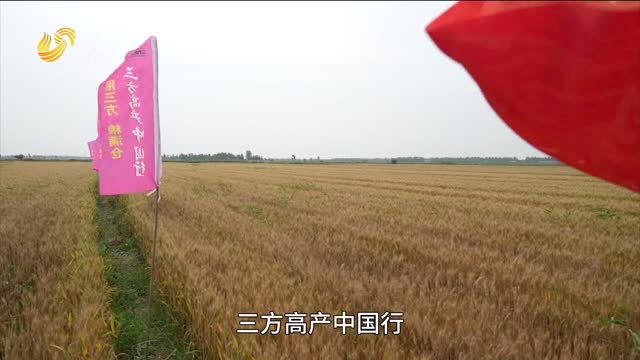 【三方高产中国行】小麦亩产1166.55斤 三方肥料重塑盐碱地产能