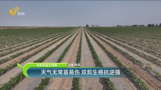 【双剪抗盐生根菌】天气无常苗易伤 双剪生根抗逆强