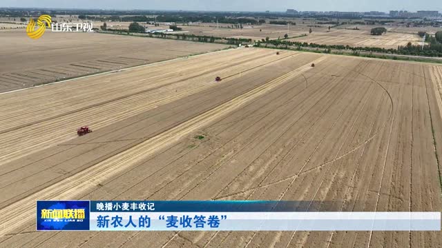 新农人的“麦收答卷”【晚播小麦丰收记】