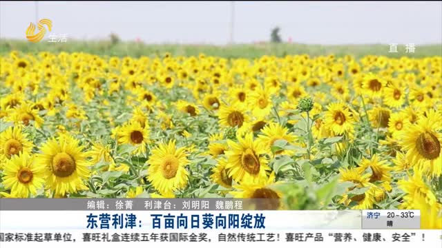 东营利津：百亩向日葵向阳绽放