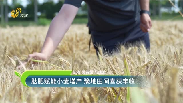 肽肥赋能小麦增产 豫地田间喜获丰收