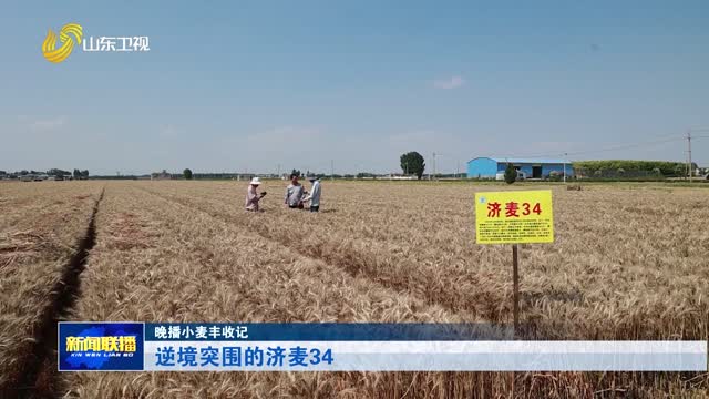 逆境突围的济麦34【晚播小麦丰收记】