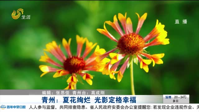 青州：夏花绚烂 光影定格幸福