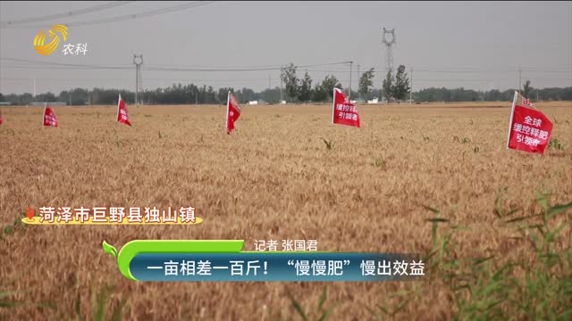 一亩相差一百斤！“慢慢肥”慢出效益