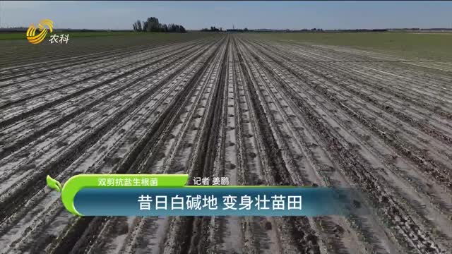 【双剪抗盐生根菌】昔日白碱地 变身壮苗田