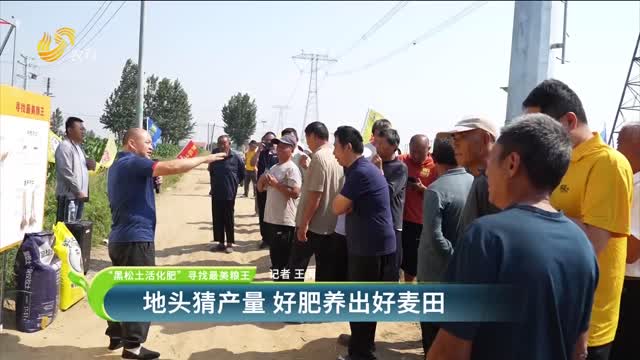 【“黑松土活化肥”寻找最美粮王】地头猜产量 好肥养出好麦田