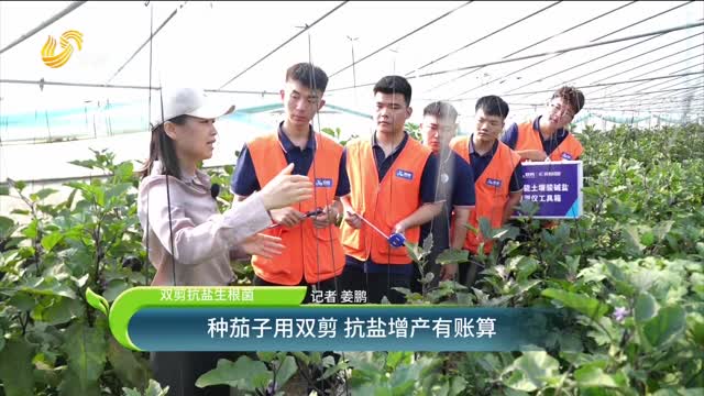 【双剪抗盐生根菌】种茄子用双剪 抗盐增产有账算