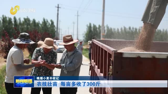 农技壮苗 每亩多收了300斤【晚播小麦丰收记】