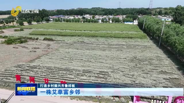 一株艾草富乡邻【打造乡村振兴齐鲁样板】