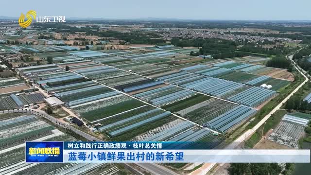 蓝莓小镇鲜果出村的新希望【树立和践行正确政绩观·枝叶总关情】