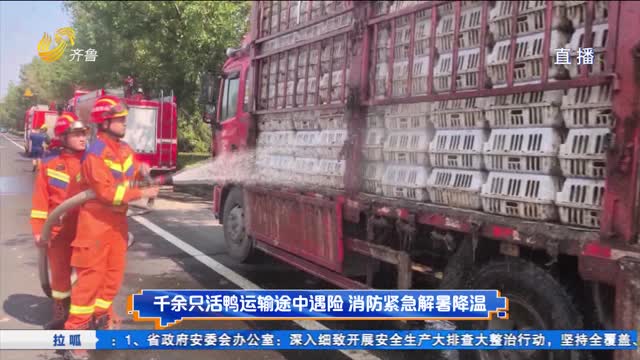 千余只活鸭运输途中遇险 消防紧急解暑降温
