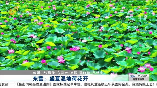 东营：盛夏湿地荷花开