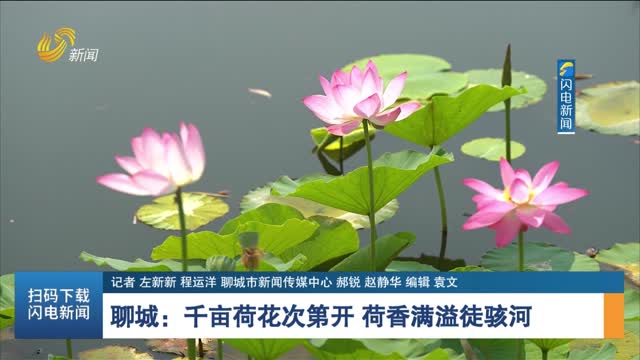 聊城：千亩荷花次第开 荷香满溢徒骇河