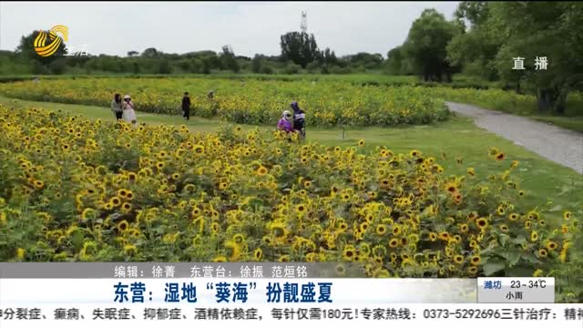 东营：湿地“葵海”扮靓盛夏