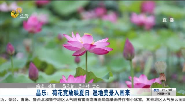 昌乐：荷花竞放映夏日 湿地美景入画来