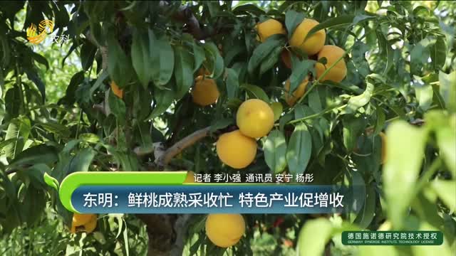 东明：鲜桃成熟采收忙 特色产业促增收