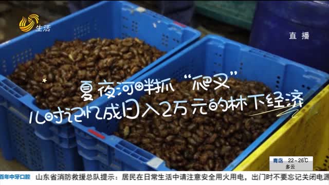 汶上：夏夜河畔抓“爬叉” 儿时记忆成日入2万元的林下经济