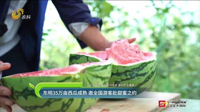 东明35万亩西瓜成熟 邀全国游客赴甜蜜之约