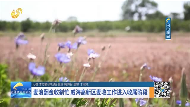 麦浪翻金收割忙 威海高新区麦收工作进入收尾阶段