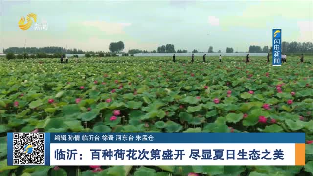 临沂：百种荷花次第盛开 尽显夏日生态之美