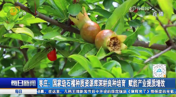枣庄：国家级石榴种质资源库深耕良种培育 赋能产业提质增效