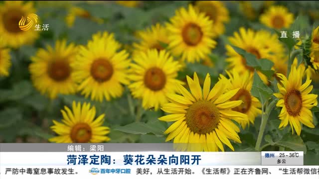菏泽定陶：葵花朵朵向阳开