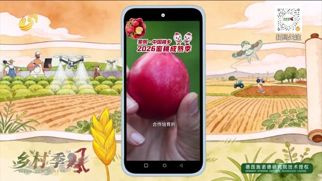 【2026蒙阴蜜桃季】蒙阴蜜桃“金葵1号” 免套袋 高产好管理