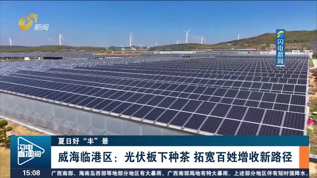【夏日好“丰”景】威海临港区：光伏板下种茶 拓宽百姓增收新路径