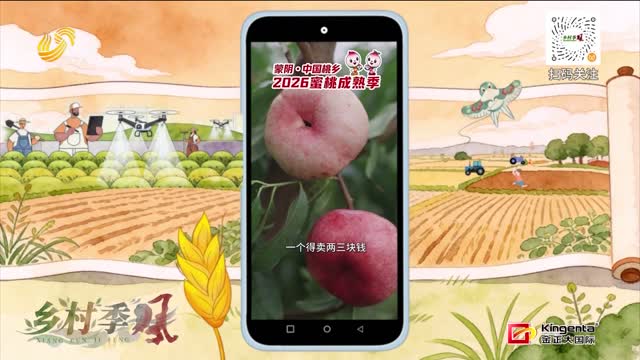 【2026蒙阴蜜桃季】中油蟠10号 糖度能达15.3